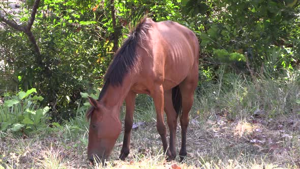 brown mare eating dry grass in a wooded area. calm and peaceful atmosphere