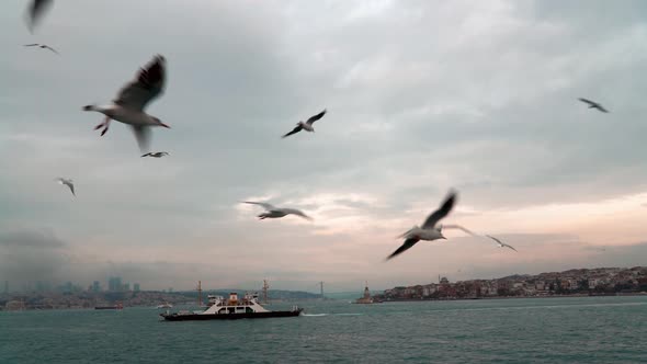 Istanbul Bosphorus and Seagull alt