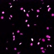 Round Pink Confetti Floating in Air on an Isolated Black Background - VideoHive Item for Sale