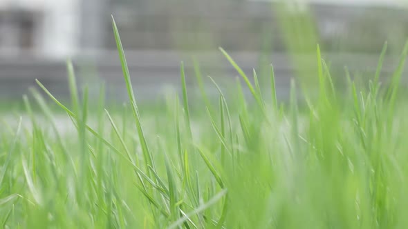 Road Traffic And The Environment alt