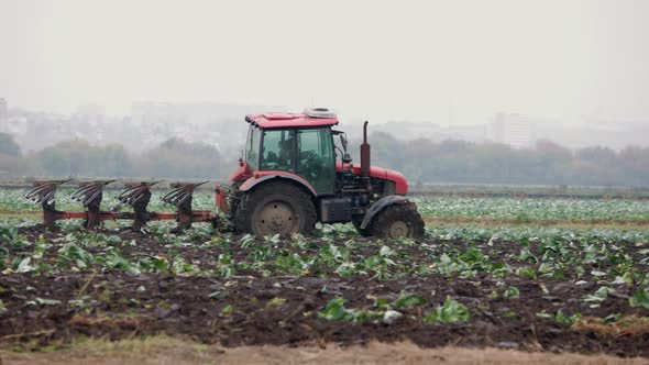 Small Red Russian Tractor with a Plow Plows Up the Soil in a Cabbage Field Before Winter