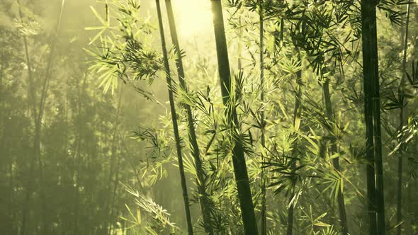 Green Bamboo in the Fog with Stems and Leaves alt