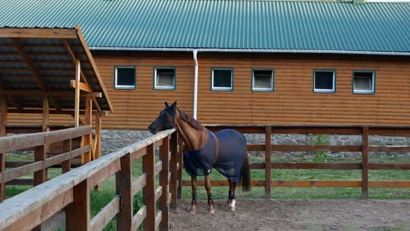 A Beautiful Horse in a Blanket Stands in a Modern Horse Paddock