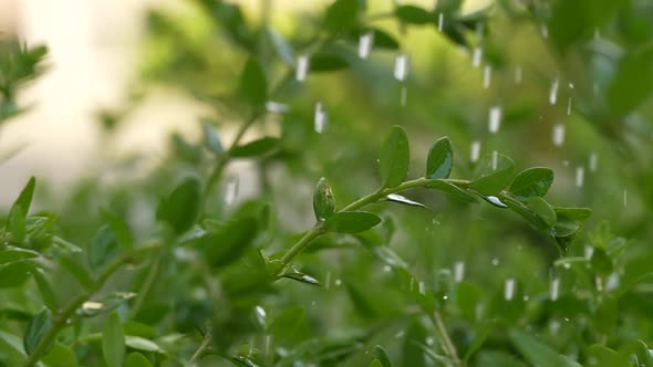 Watering Plants 37 alt