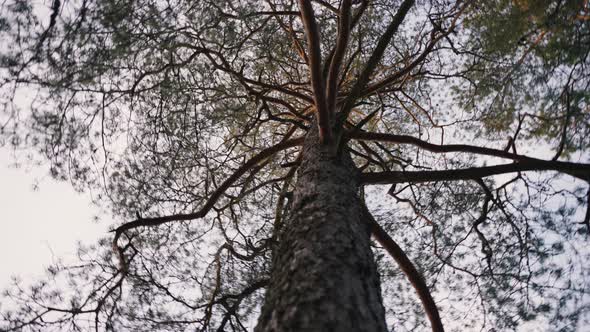 Green Crowns of Beautiful Tree Under Blue Sky in Pine Wood alt