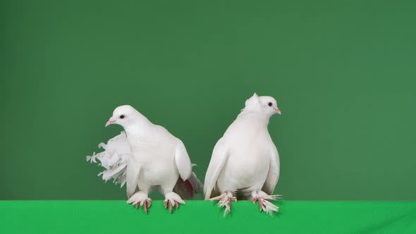 Pigeons with White Beautiful Plumage Sit in a Studio with a Green Screen Chroma Key alt