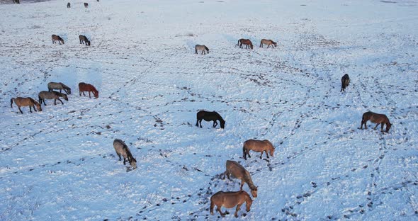 A herd of horses in winter