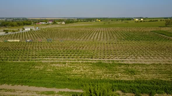 Trees In Blossom Season. Aerial view over orchard trees in blossom season showing apple alt