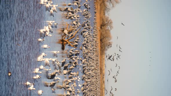 Vertical shot of Sandhill cranes standing in the water snow geese landing with flock. alt