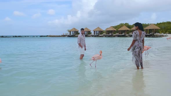 Aruba Beach with Pink Flamingos at the Beach Flamingo at the Beach in Aruba Island Caribbean alt