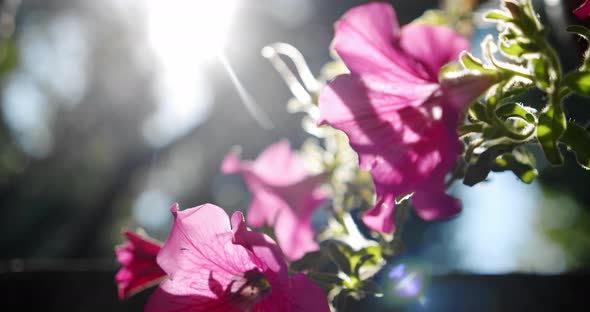 Pink Salmon Petunia Flower with Sunrise and Swaying in the Breeze. Close Up Slow Motion V2 alt