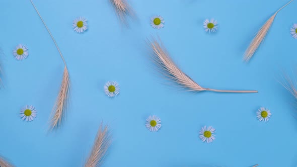 Rotating Blue Background with Spikelets and Wild Flowers Daisies