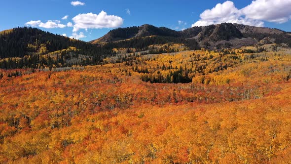 Wide panning aerial view flying over colorful Autumn landscape in Utah alt