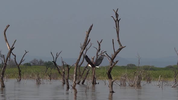 980282 African Fish-Eagle, haliaeetus vocifer, Adult in flight, Fish in Claws, Fishing at Baringo La alt