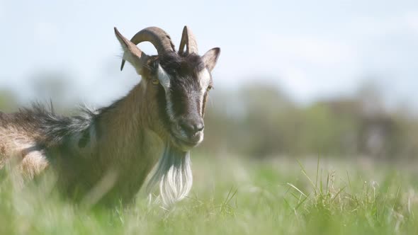Domestic Milk Goat with Long Beard and Horns Resting on Green Pasture Grass on Summer Day alt