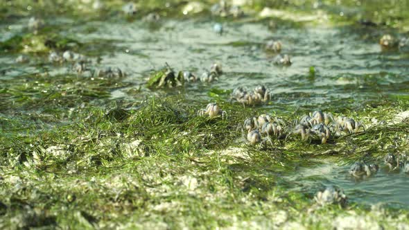 Blue Soldier Crabs on the Beach. Bohol, Philippines. alt