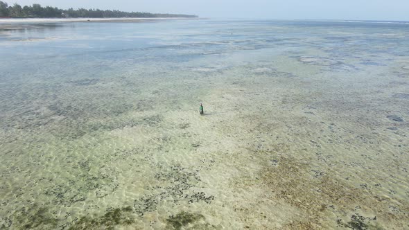 Tanzania  Women in the Coastal Zone at Low Tide in Zanzibar Slow Motion alt