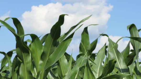 Corn Maize Agriculture Nature Field in Blue Sky Background
