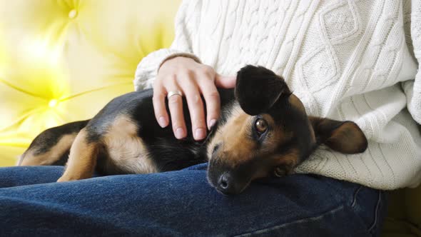 Girl petting cute dog. A dog lying on female knees.