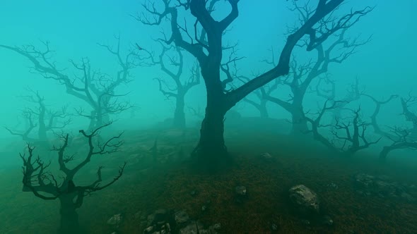 Old Forest In The Fog alt