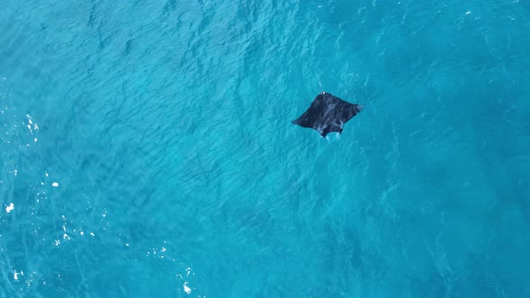 Large marine Manta Ray glides effortlessly through the turquoise water of a tropical island on the G alt