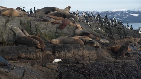 HANHELD Fur seal and magellanic cormorants resting on island in Beagle Channel alt