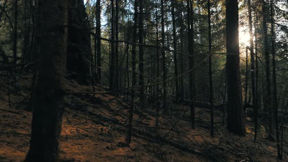 Old Trees with Dry Branches in Wild Sunny Wood on Autumn Day alt