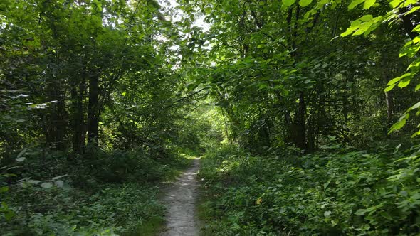 Forest with Trees on a Summer Day Slow Motion alt