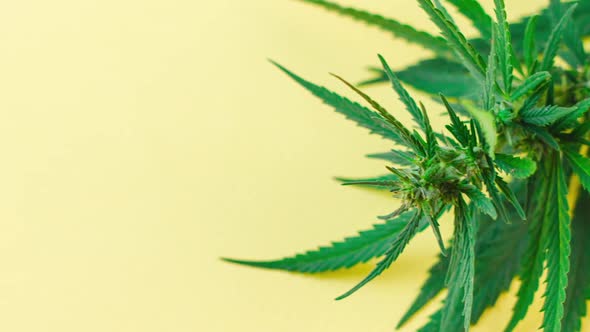 a Large Bush of Fresh Green Marijuana Lies on a Pastel Yellow Background with alt