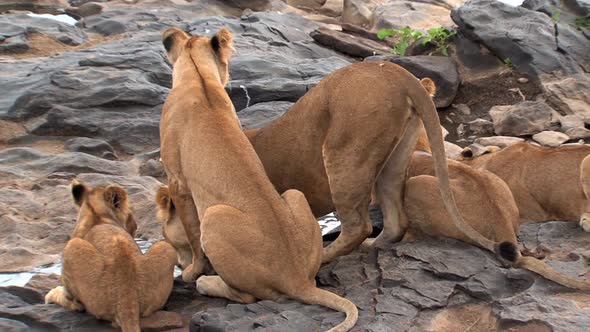 Pride of Lions drinking from a watering hole alt
