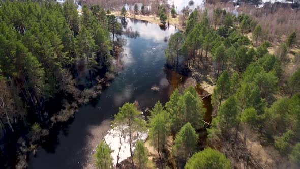 Aerial view of the river between the pines. Flying over a winding riverbed surrounded by treetops alt