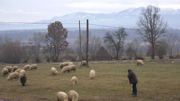 Shepherd with a flock of sheep alt