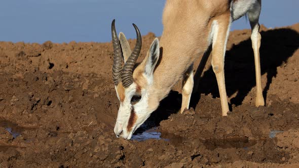 Springbok Antelope Drinking At A Waterhole alt