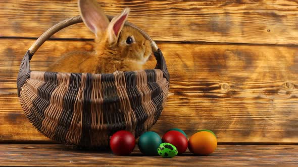 Little Brown Fluffy Cute Rabbit Sits in a Wicker Basket with Multicolored Assorted Easter Eggs alt