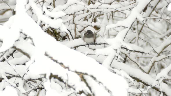 White-winged Junco Looking Around While Sitting On Branch Of Tree Covered With Snow Then Fly Away In alt
