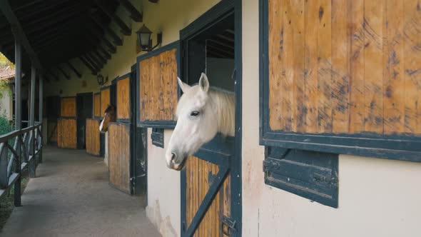 Brown Horse Horses is Looking From the Windows