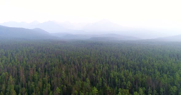 Aerial Drone Shot Over the Siberian Pine Forest. Morning Fog.  alt