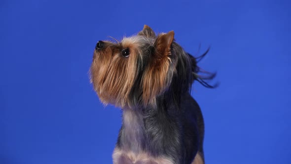 Portrait of a Yorkshire Terrier in the Studio on a Blue Background alt