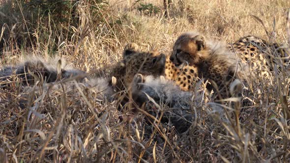 Four fluffy cheetah cubs join mom feeding on antelope carcass in grass alt