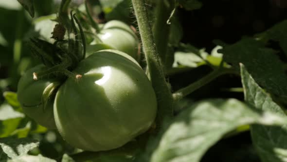 Cultivated  on vines Solanum lycopersicum  in the green   garden 4K 2160p 30fps UltraHD footage - Cl alt