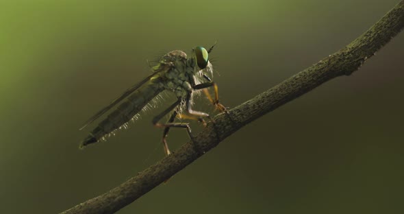 Alien looking Robber Fly Perch On Twig With Blurred Green Nature Background. - macro alt