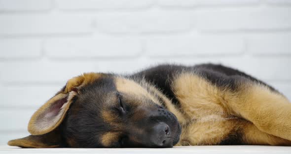 Cute German Shepherd Puppy Sleeping on Floor alt