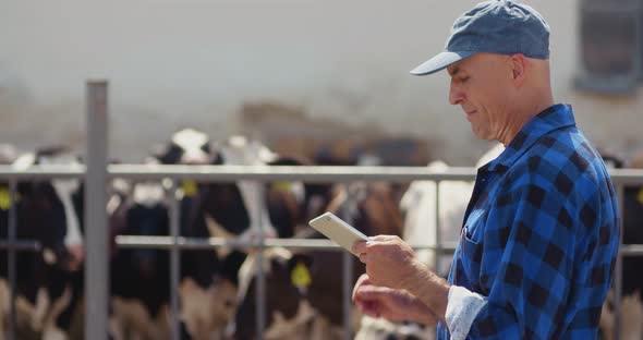 Farmer Using Digital Tablet While Looking at Cows alt