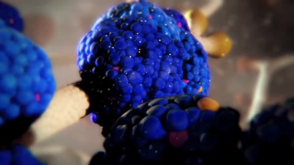 Functional Anatomy of the Endocrine Pancreas. alt