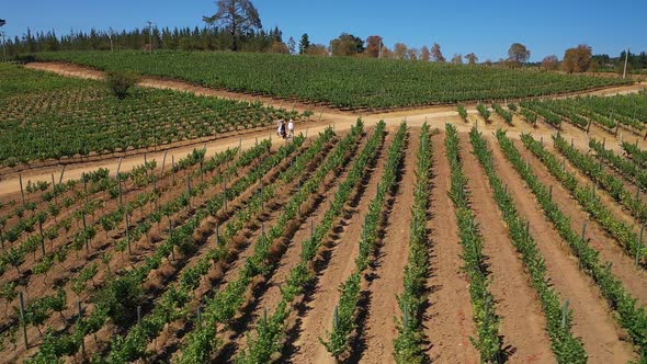 AERIAL: VINEYARDS of the coast of colchagua valley chile in summer seen from drone paredones alt