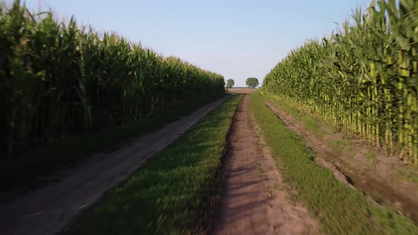 Drone flying over road in field of corn then over the plow field