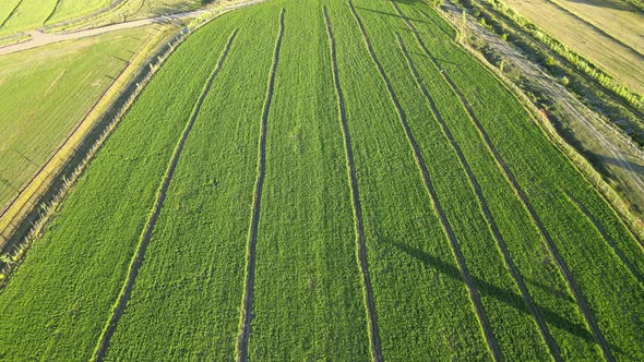 aerial view of green fields alt