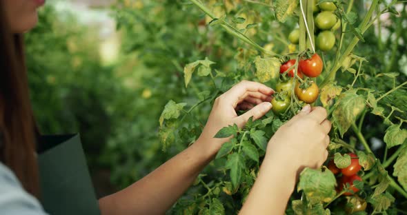 Closeup of Woman Hands on Tomato Plant