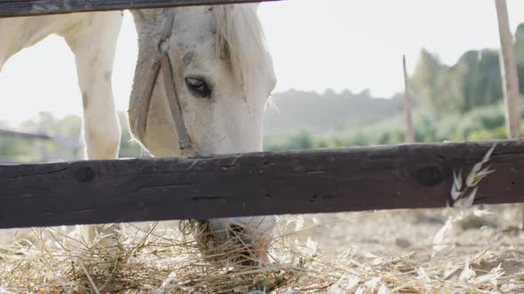 Happy Horse Eats Hay in the Farm alt
