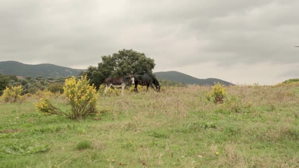 Walk in Outdoor Nature Toward Beautiful Tree with Horses in Overcast Day Gimbal Steadicam alt